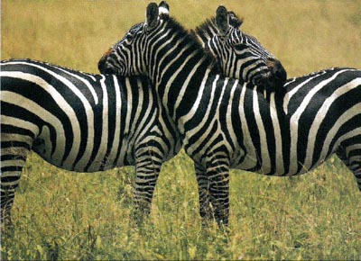 photograph of necking zebras