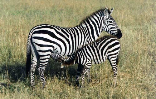Zany Zebra photo of zebras For the sake of some little mouthful of flesh