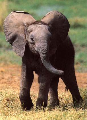 photo of elephant calf